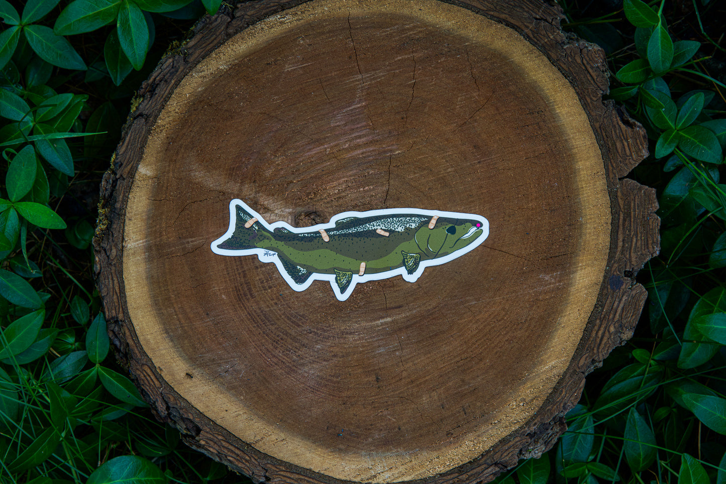 Better days King Salmon